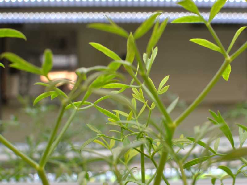 桃園植物工廠,桃園海茴香種植,桃園海茴香,桃園海茴香純露